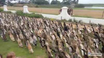 Into the the Motherland the duck's army march!