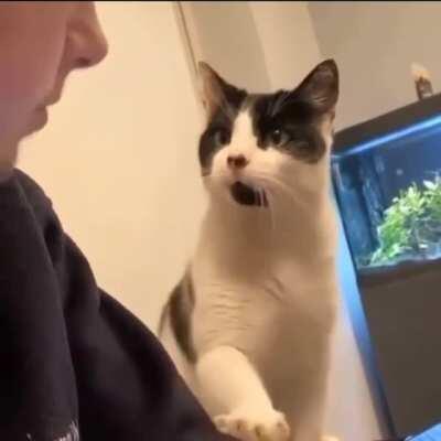 The way this cats mouth looks perpetually agape!