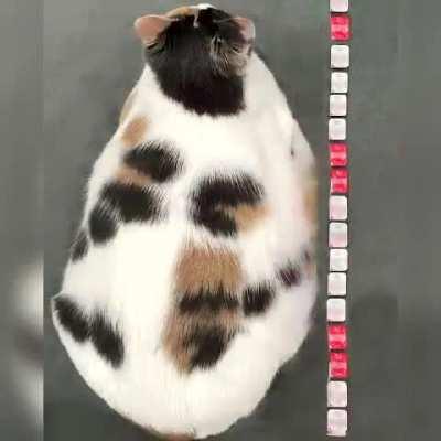 Oh wow he’s a biggin…