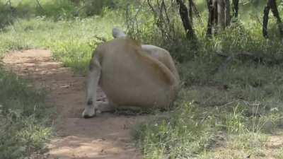 🔥 Newborn lion cubs are so tiny!