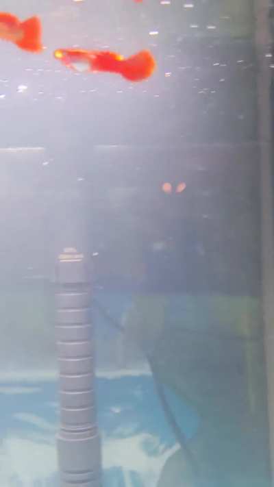 Is this normal guppie behavior?