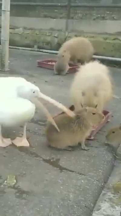 Maybe idk.. SCARE THE BIRD!