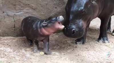 Things Moo Deng loves to chomp on 