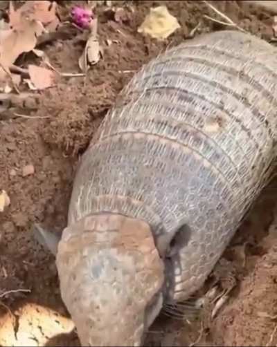 Are those roots?