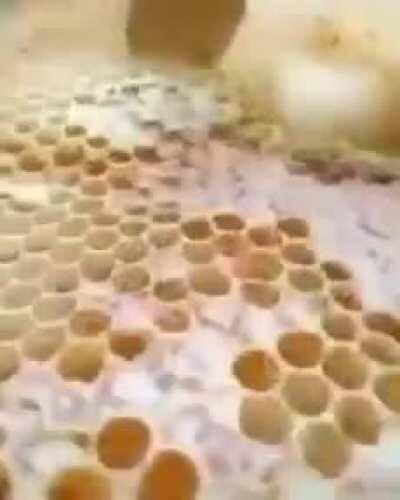 What a beautiful bee