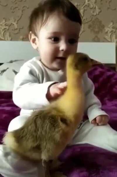 Little duckling and his friend