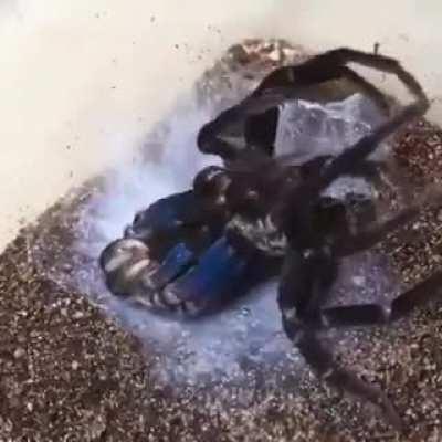 🔥 This is what a spider shedding its skin looks like