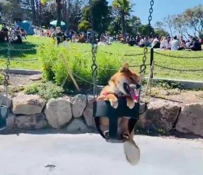 It was a beautiful San Francisco day for a swing 🐕😎☀️🔥♥️