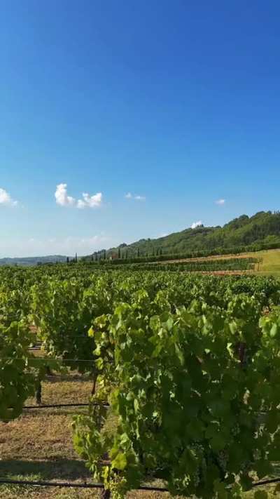 Looks like an apple building with vineyard