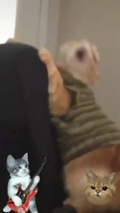 Кошачий концерт! Rock!