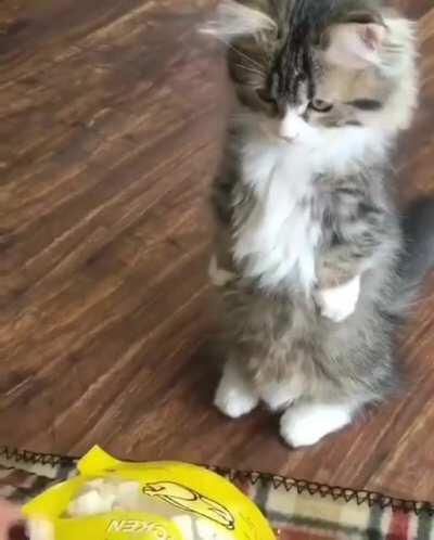 Cat.