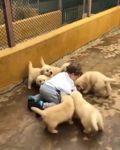 Pack of dogs ripping kid limb from limb!