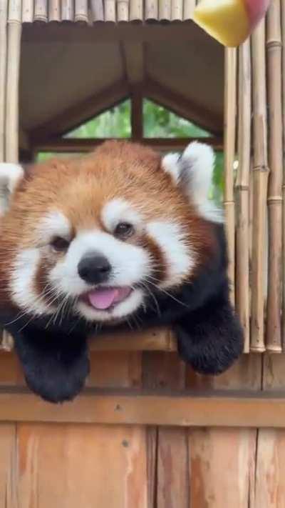 red panda so cute