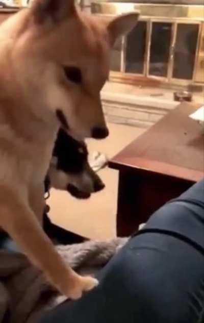 Dude, that’s ruff...