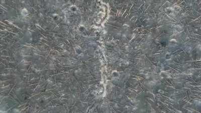 Haunting drone footage of the silent battlefield and destroyed positions in Serebryans’kyy Forest in Luhansk Oblast