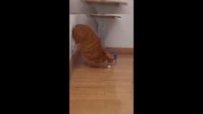 Fastest cat in the west, east, north and south.