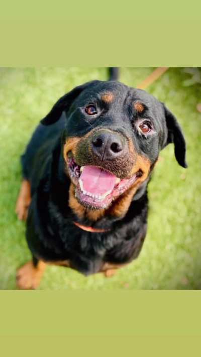 URGENT! PLEASE HELP! Gray only has until TUESDAY 11/4 to find an ADOPTER or FOSTER/RESCUE/PLEDGES. He is on the EUTHANASIA LIST at Orange County Animal Services in ORLANDO, FL. Please dm  /u/biancamission if you can foster sweet Gray for a rescue. Please 