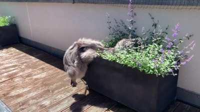 Butterflyyyyyy !!!! .. and bellyflop into the catnip