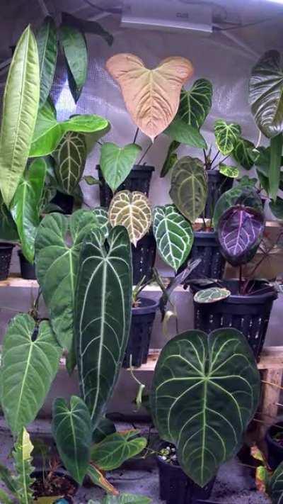 21 days of Anthurium growth