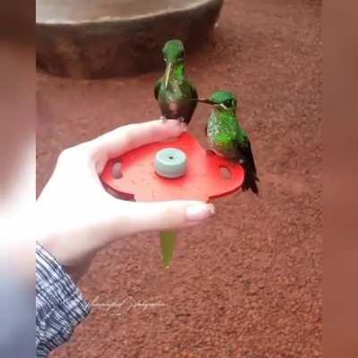 In wild, hummingbirds visit flowers for food, extracting nectar. They also take sugar-water from bird feeders, which provides birds with reliable source of energy, especially when flowers are less abundant.A negative aspect is that the birds may seek less