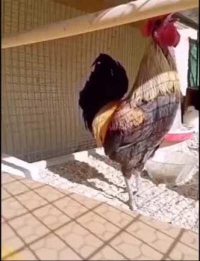 Crowing just a little too much