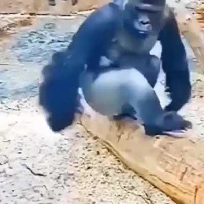 The kid is bullying dad.