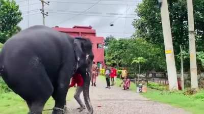 What's going on here? Which country is this? (Spoiler: Animal cruelty)