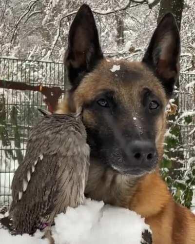 A superb owl & friend