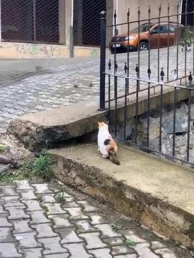 the cat: statistically better at hunting than lions and tigers