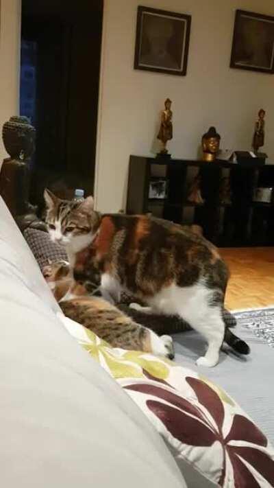 Thou shalt learn to appreciate my affection