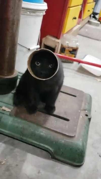 I have shop kittens. One is extra special. He did this himself and I rescued him right after the video