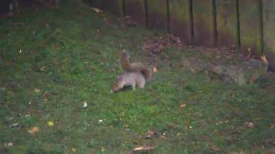 Baby squirrel playing with grass cuttings!