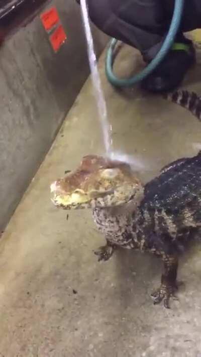 Caiman enjoying a shower