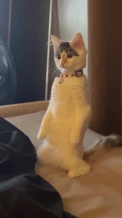 Kitten doing some squats