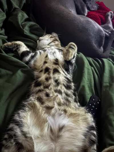 Hello Y’all, I’m experimenting with some new sound designs, do y’all fuck with this?