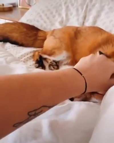 Happy little fox loves her human