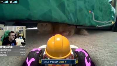 Playing Mario Kart Live with your pets becomes more interesting