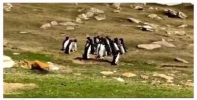 Two groups of penguins pass each other, stopping briefly to exchange information
