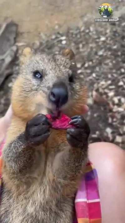 We all know a food lover like this quokka😍😍
