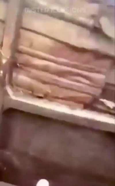 This horse has a hole in its neck.