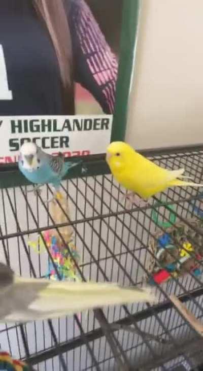 Nothing to see here just Mochi being an absolute MENACE