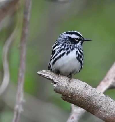 I found this black-and-white warbler singing in the middle of a bush. I was able to get a clear look through the branches to get this little video. I though it was pretty cute.