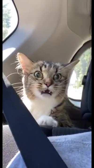 she’s a happy kitty❤