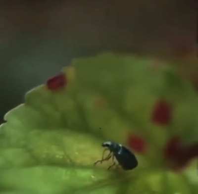 Raindrop causes weevil to fall from a leaf
