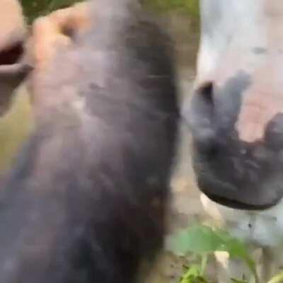Chimp offers horse a cherry before taking a bite himself