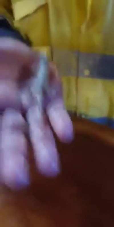 Just some guys saving a little lizard dude