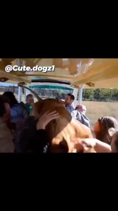 Lion attacks tourists on safari bus