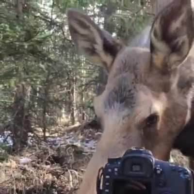 This absolute unit of a female moose