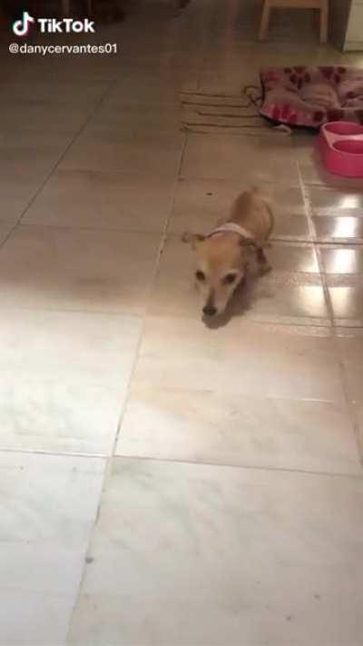 Cachorro rebaixado (ele nasceu assim pq a mãe não foi bem alimentada na gestação)