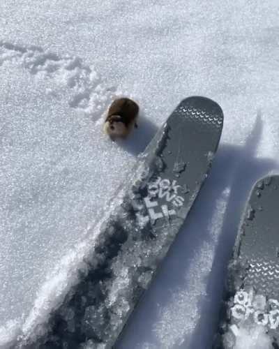 A Norway lemming aggressively defending its territory on the ski slopes